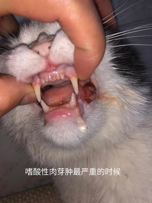 猫咪胸口肿