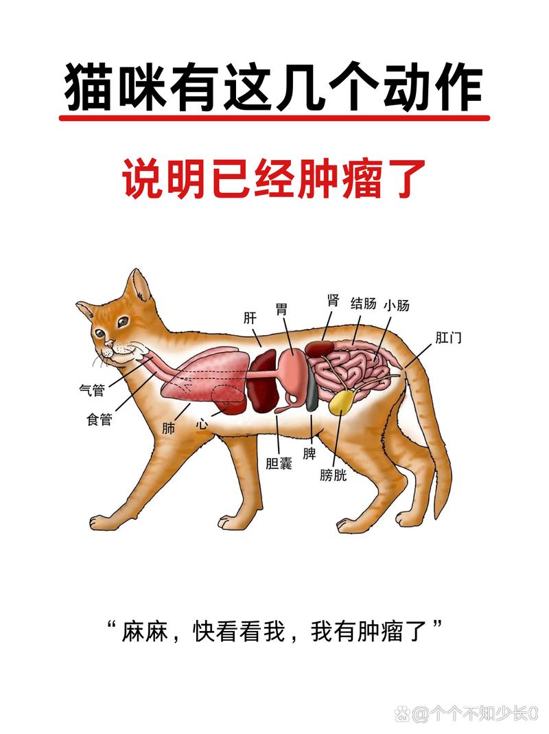 揭秘猫咪肿瘤流脓的真相与预防之道