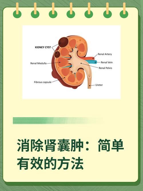 猫咪肾部囊肿，了解、诊断与治疗