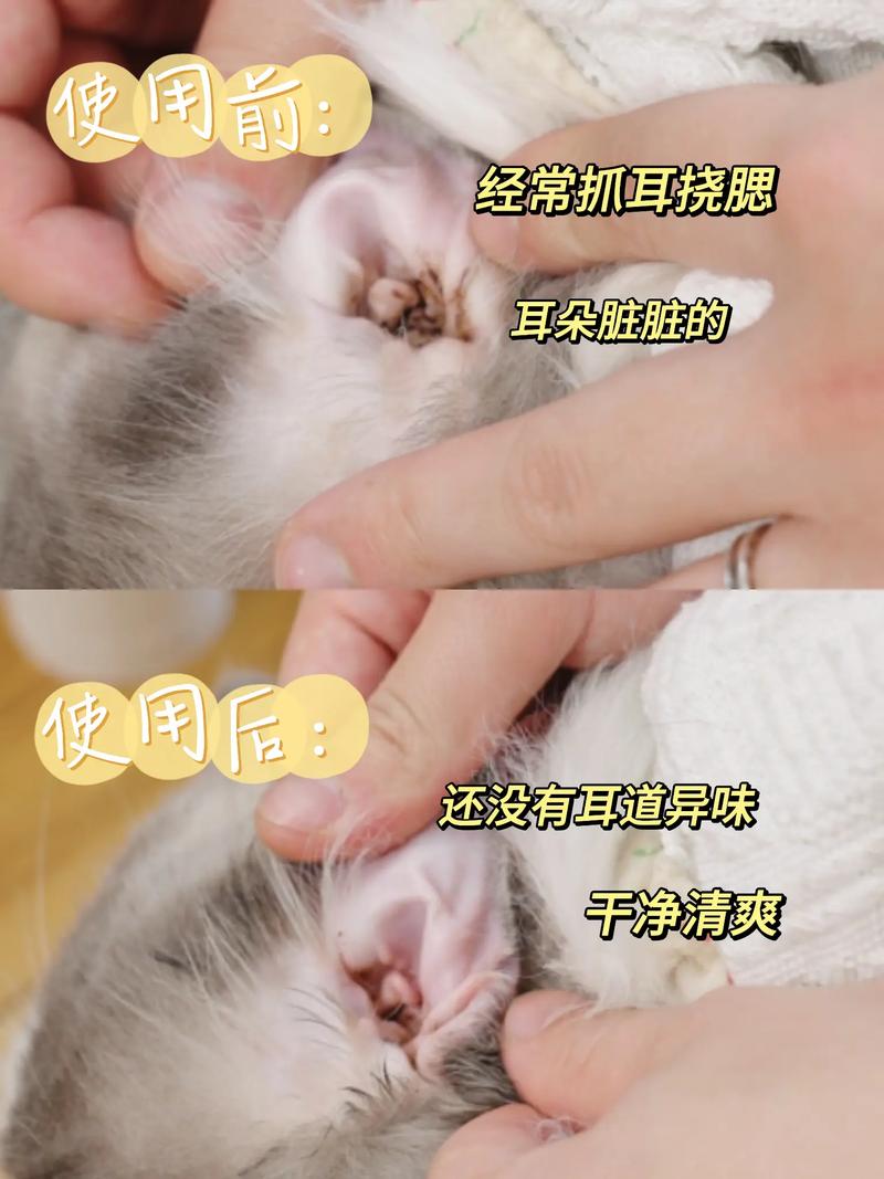 猫咪耳朵里的细菌小秘密