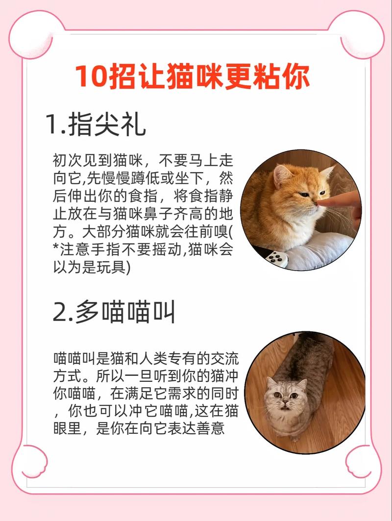 猫咪黏人吗？揭秘你的毛茸伙伴的亲密偏好