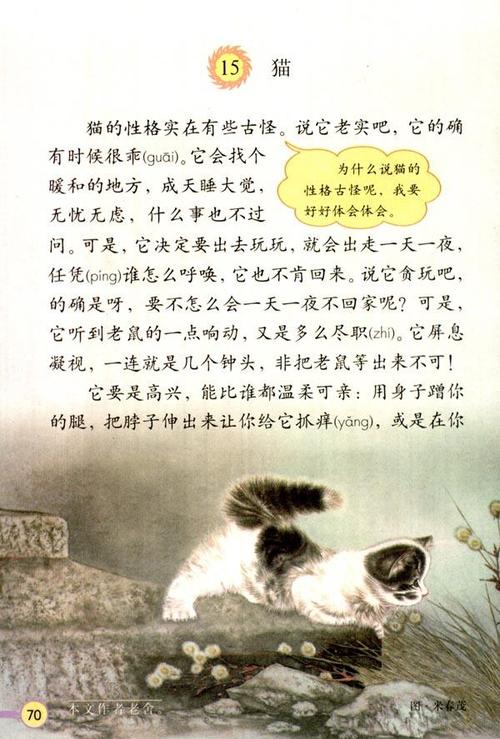 喵语解密，猫咪背后的丰富文化含义