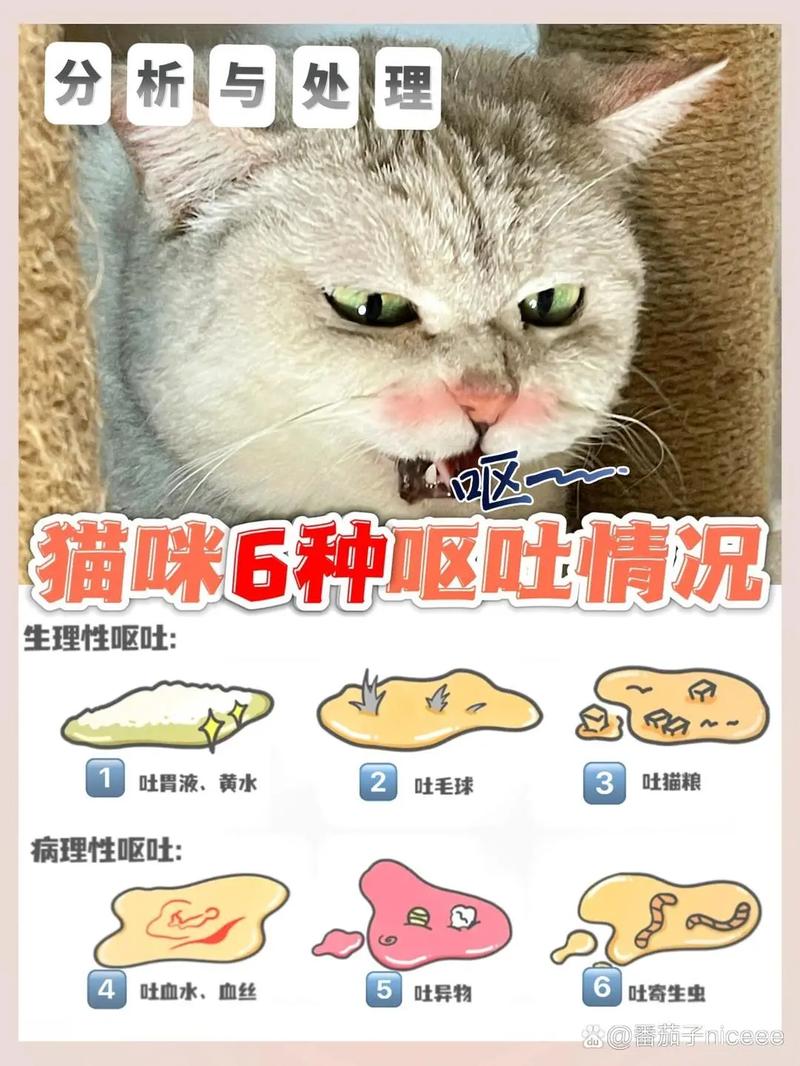 猫咪为何会频繁呕吐？探究常见原因及预防措施