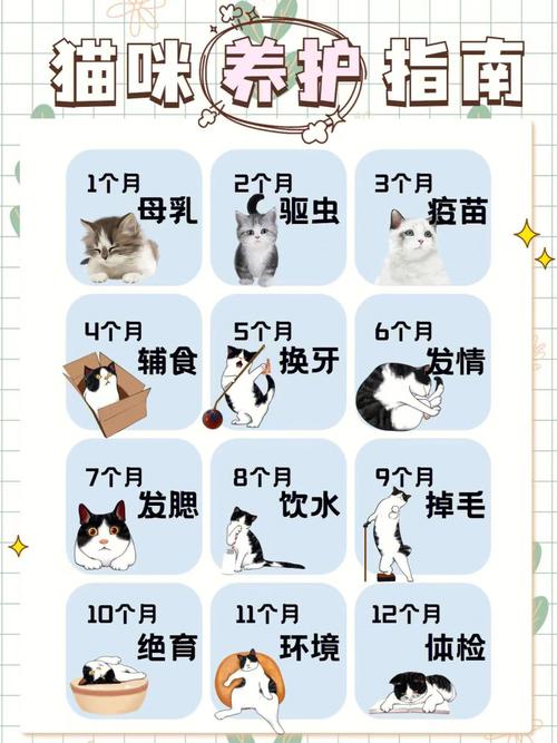 揭秘猫咪断奶的秘密，科学指导与最佳实践