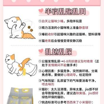 喵喵训练秘籍，打造乖巧猫咪的三大基础动作