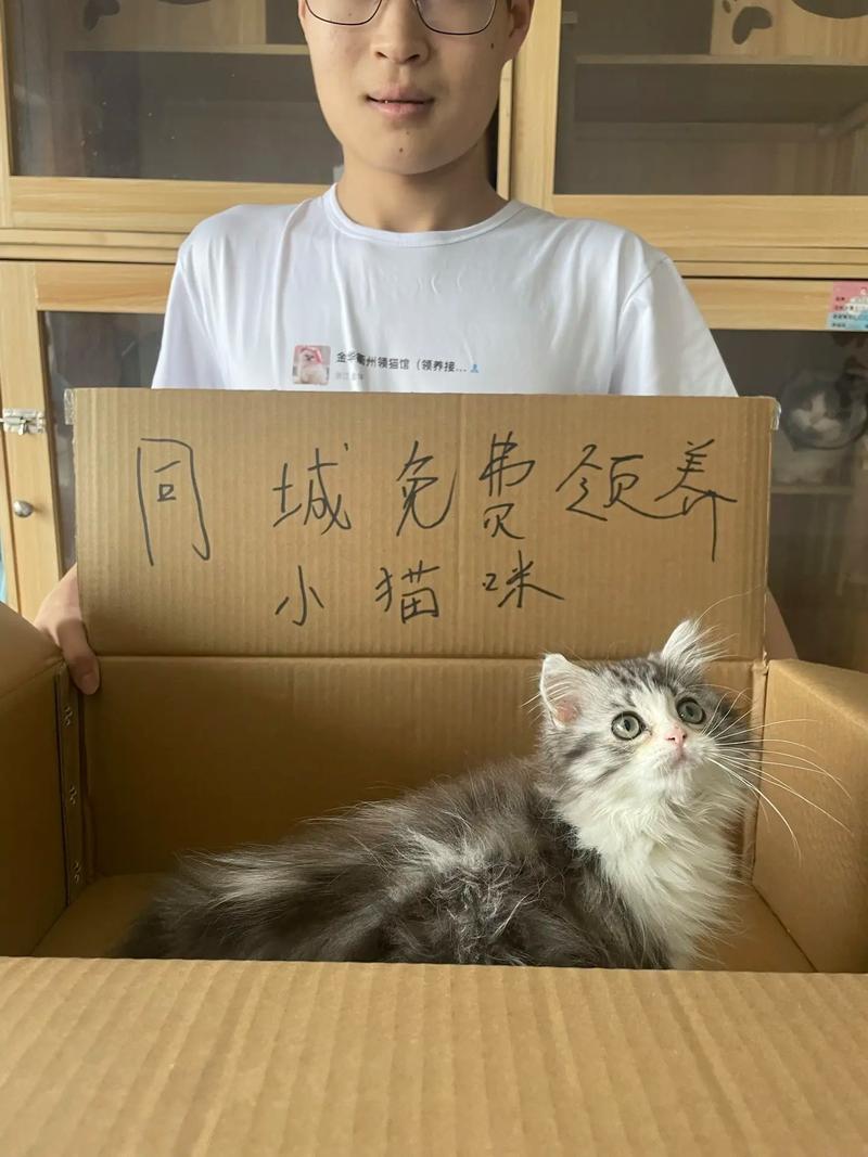 猫咪领养，为爱而生——湖南的温馨家园