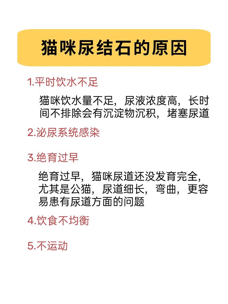 猫咪少量排尿，了解原因及如何应对