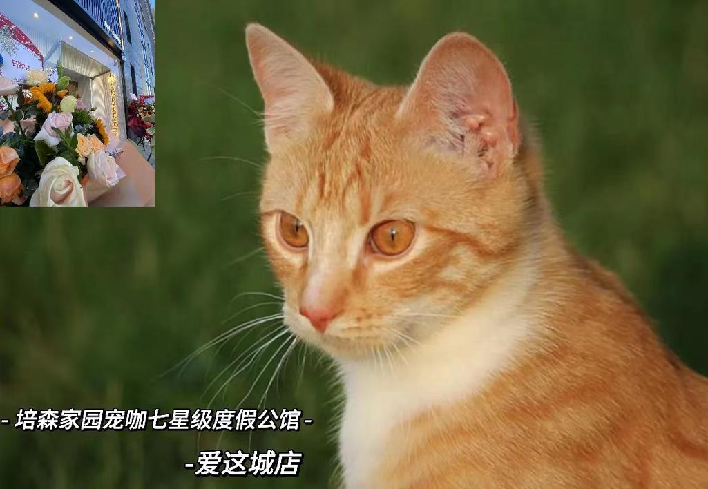 猫咪弹耳朵的秘密