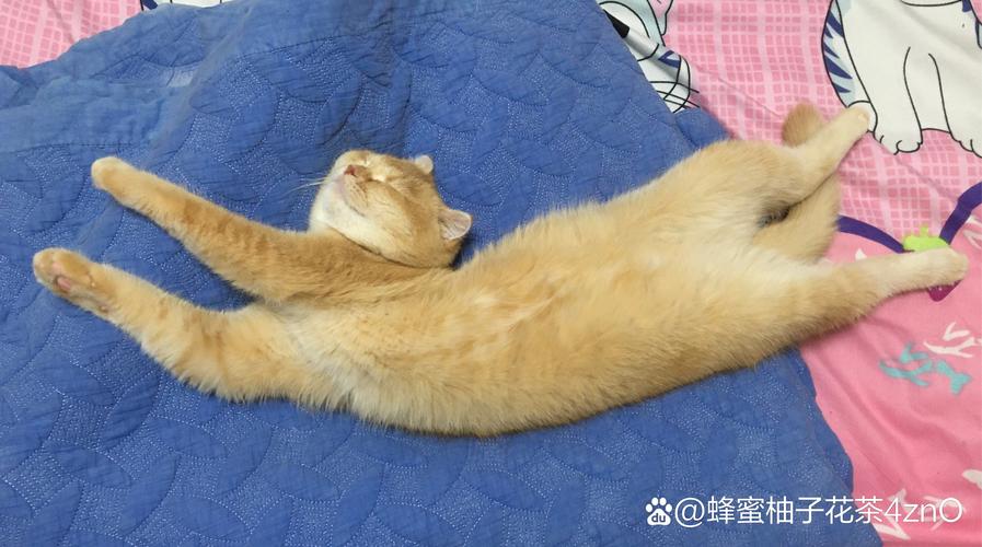 猫咪见面的温馨一躺