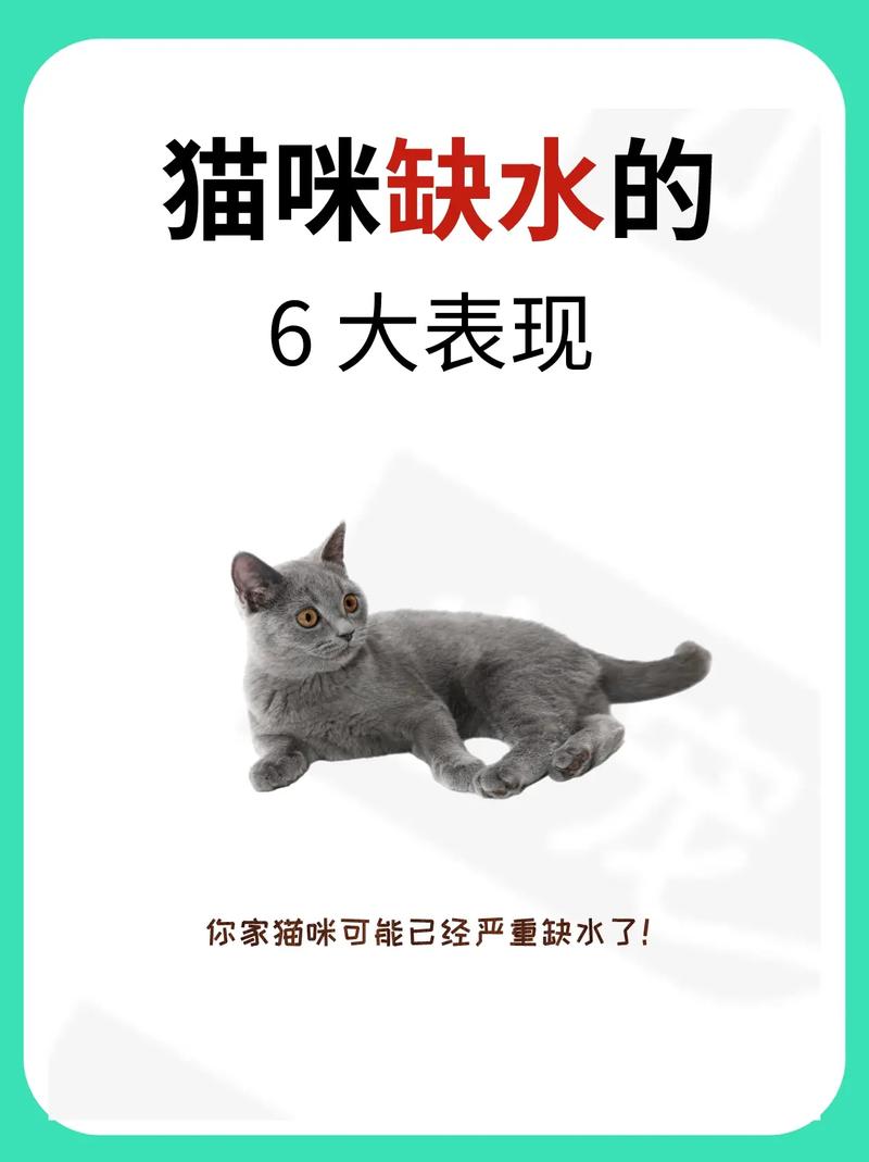 猫咪喝水过多的危害与应对