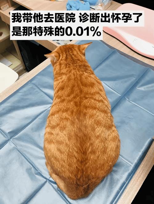 猫咪的繁殖潜力，一次一胎还是多次？