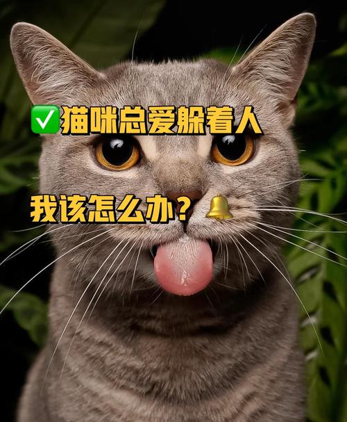 猫咪的言不由衷——为什么我们不该轻易剪掉它那根尾巴？