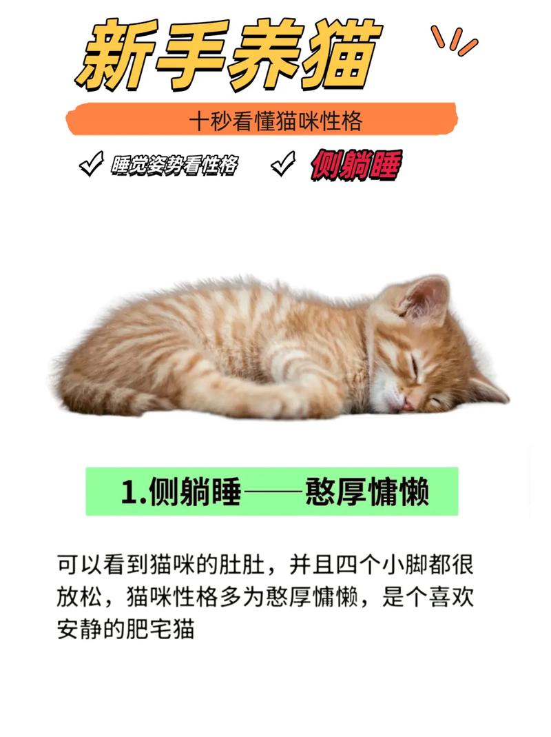 猫咪为何总爱躺在那里？揭秘它们的躺姿哲学