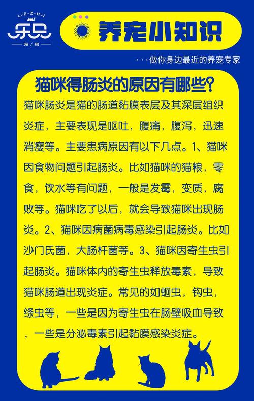 猫咪肠炎，了解症状、原因与治疗