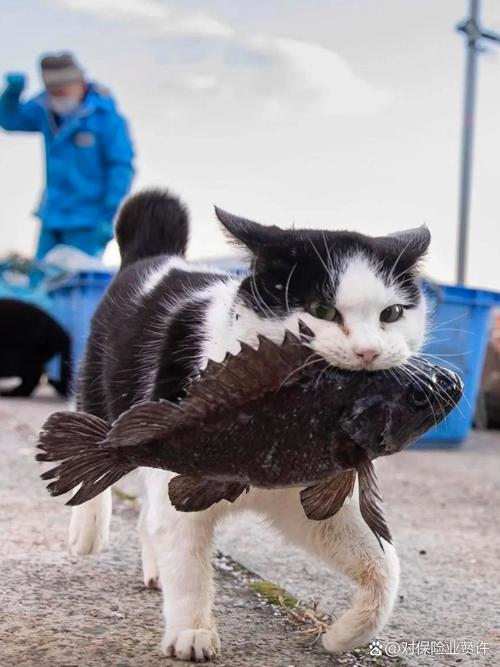 猫咪的超级抓力，解析它们惊人捕猎技能