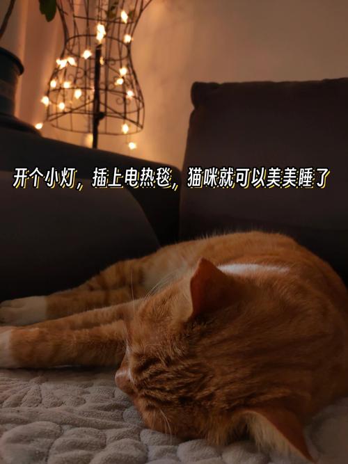 猫咪身上的温暖温度