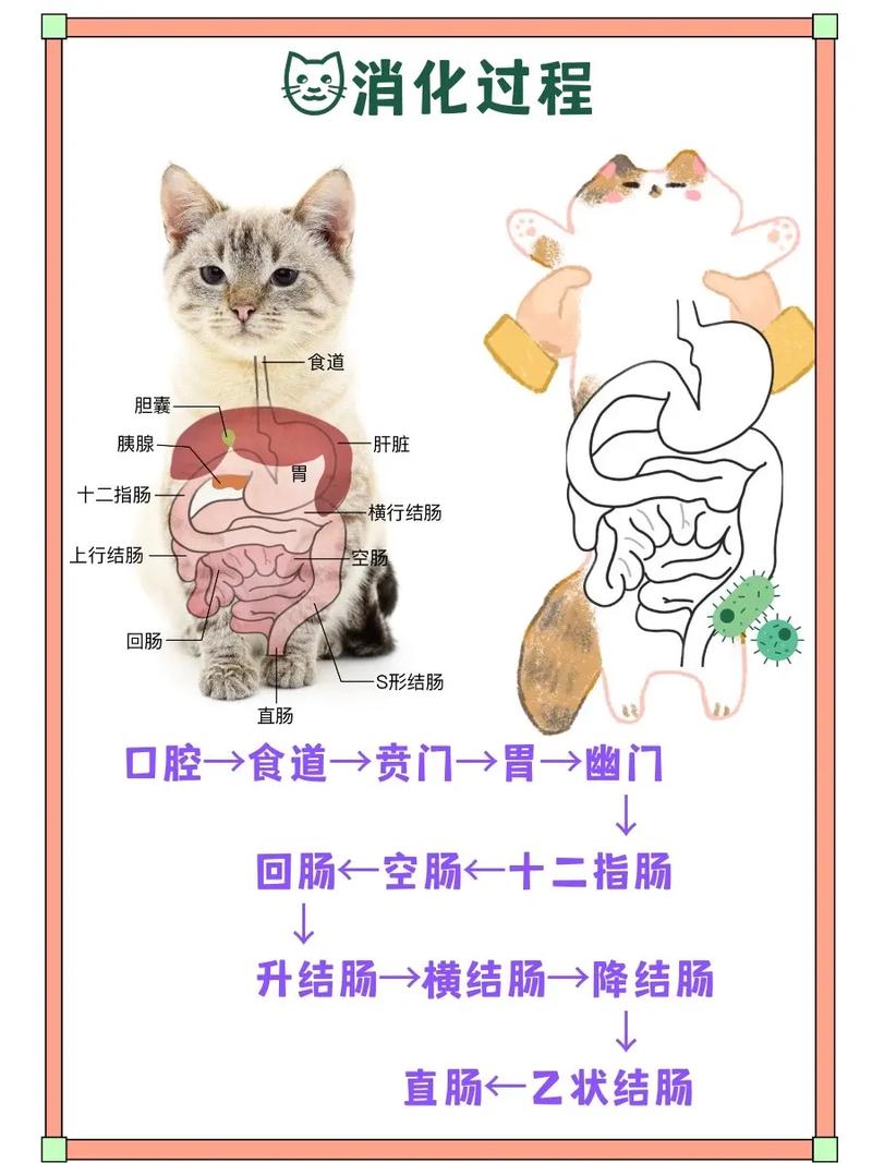 探索猫咪的咽食管，结构、功能与健康