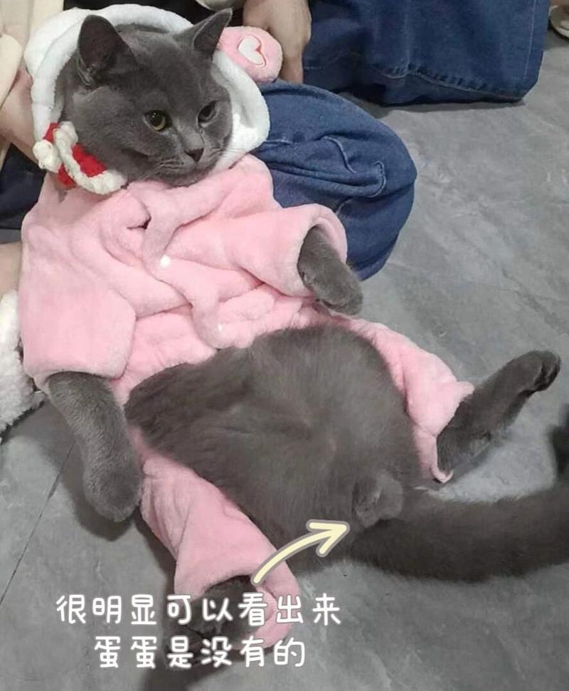 揭秘猫咪隐睾，了解与治疗