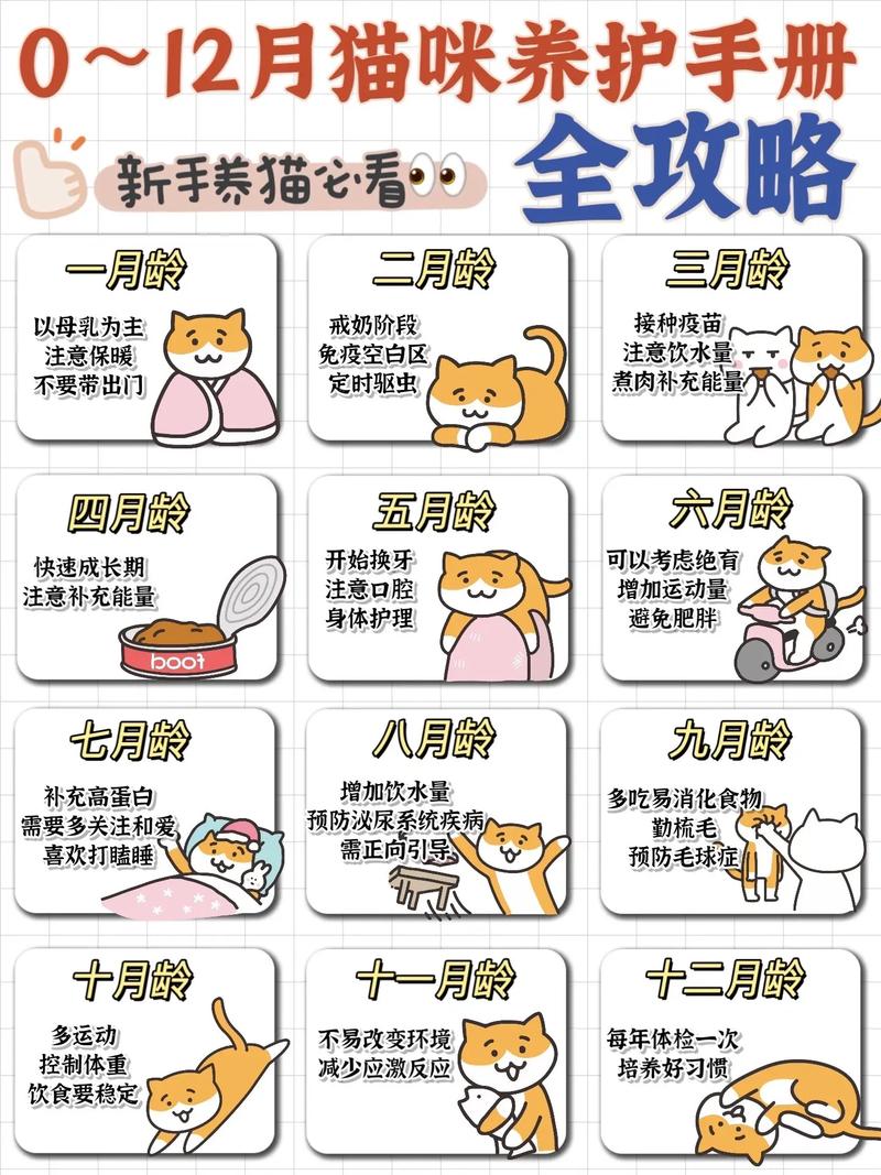 养猫咪的全面指南——你的小宠物生活全攻略