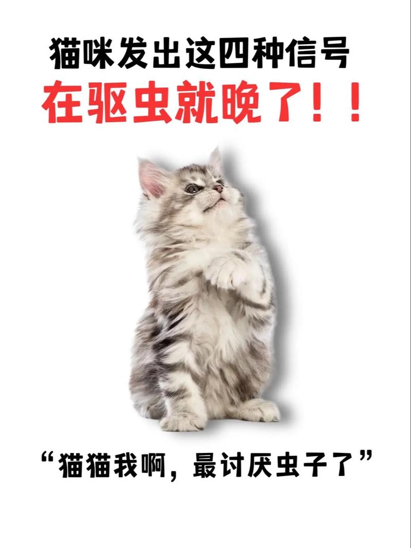 猫咪的健康守护神——科学驱虫的重要性