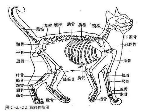 揭秘猫咪尾骨疼痛的真相与应对策略