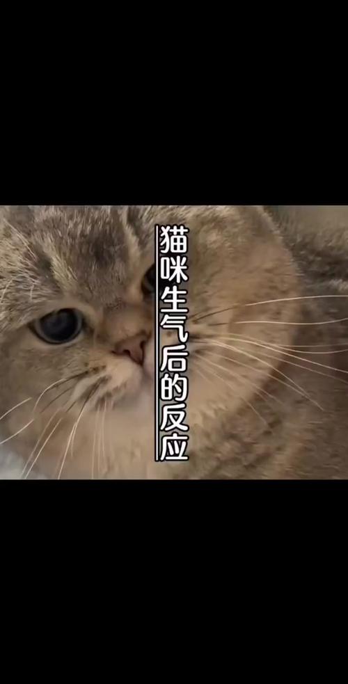 揭秘猫咪的甲状腺风暴——了解猫咪甲状腺功能亢进症