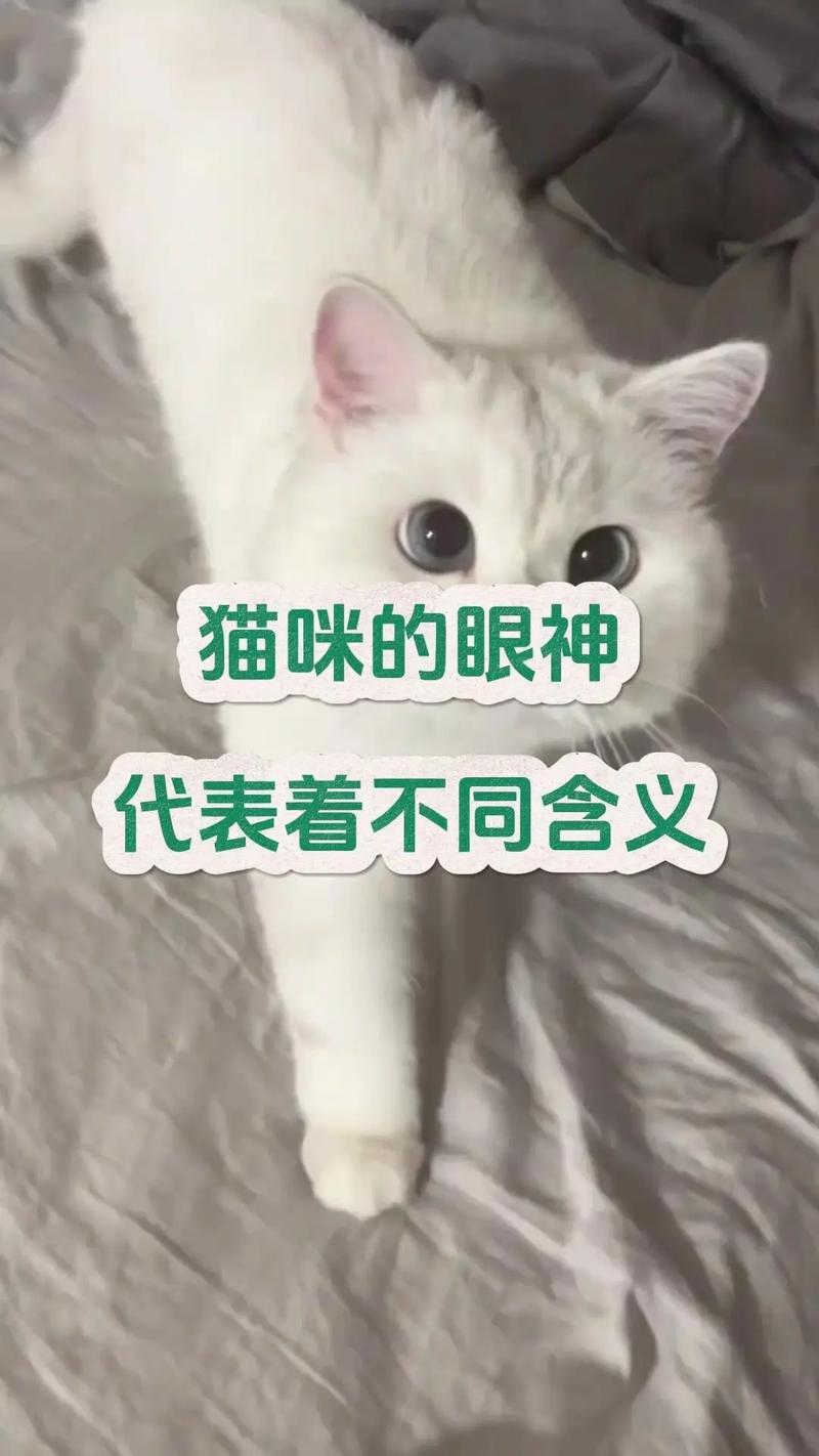 猫咪眼神里的秘密语言，读懂它们的眼神