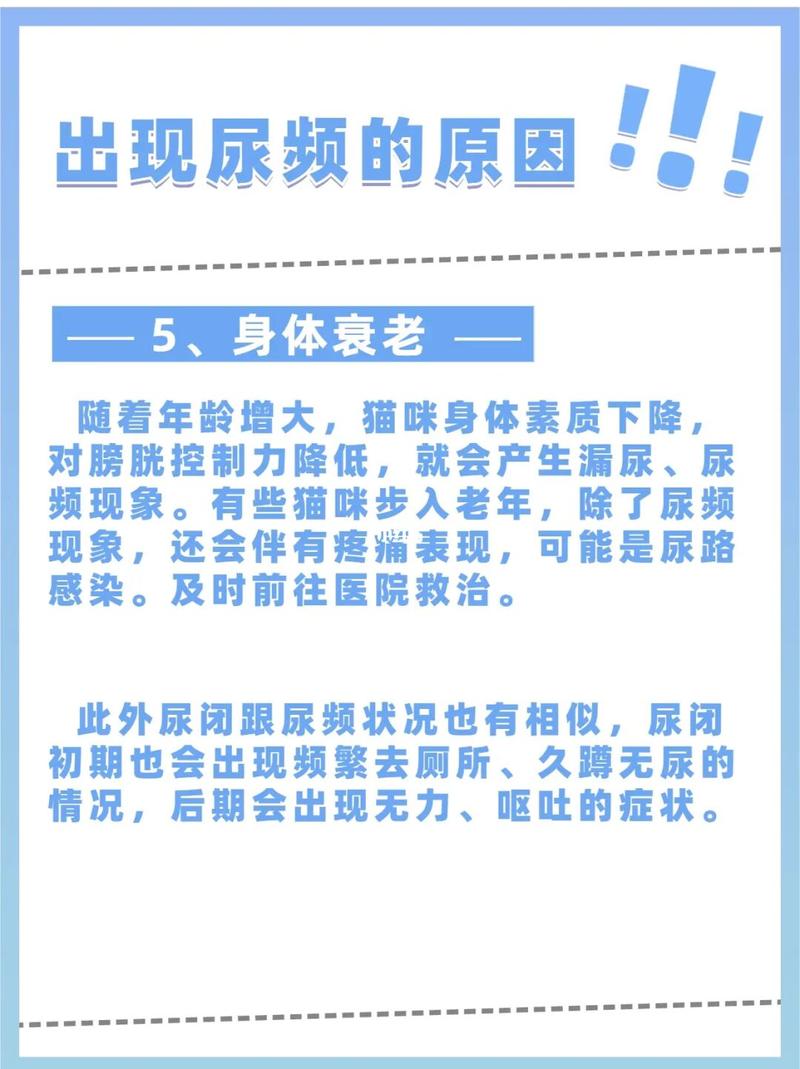 猫咪健康屎的五大关键指标与养护指南