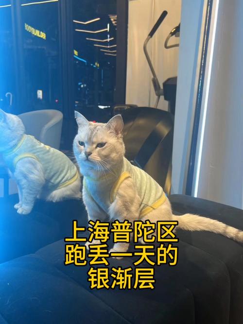 上海猫咪行情，宠物经济的新蓝海