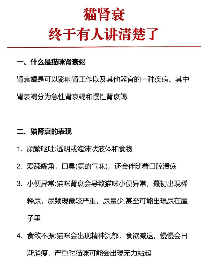 猫咪肾脏疼痛，了解症状与护理方法