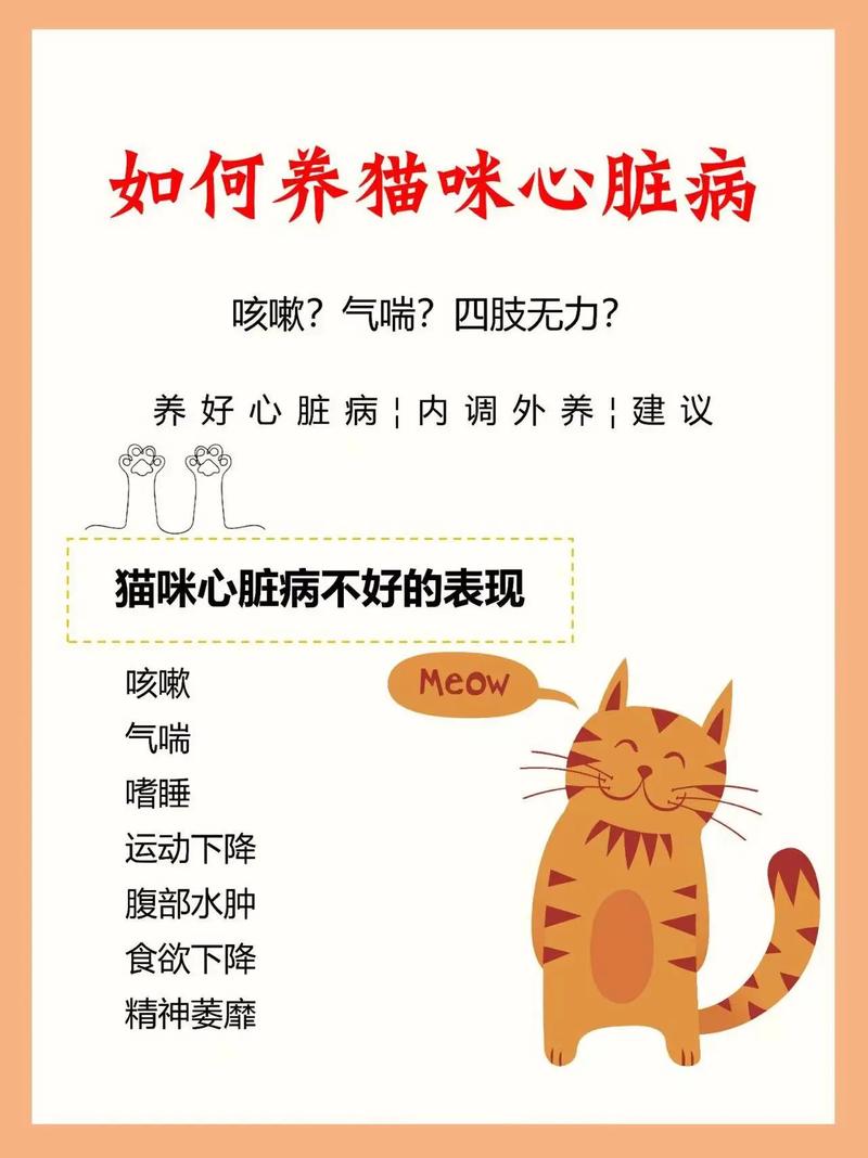 猫咪心脏感染，了解与预防