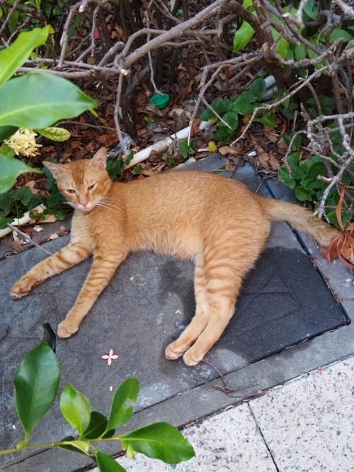 猫咪室温 夏天