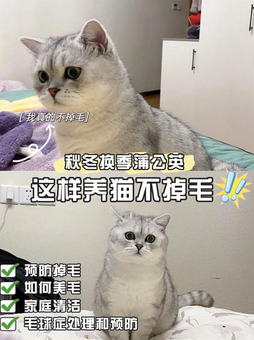 猫咪鼻梁上的尘土，日常清洁与健康护理