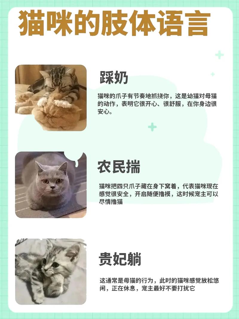 猫咪动作图解，揭秘猫科动物的神秘肢体语言