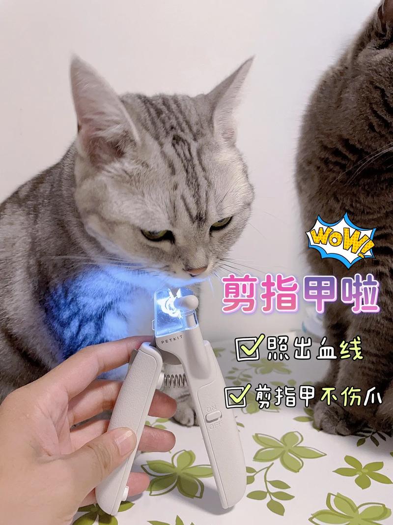 猫咪指甲健康，呵护毛孩子的小小心愿