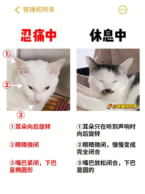 猫咪嘴巴流血的隐忧，如何及时发现与应对