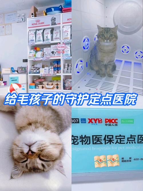 猫咪疫苗，守护毛孩子健康的小秘密