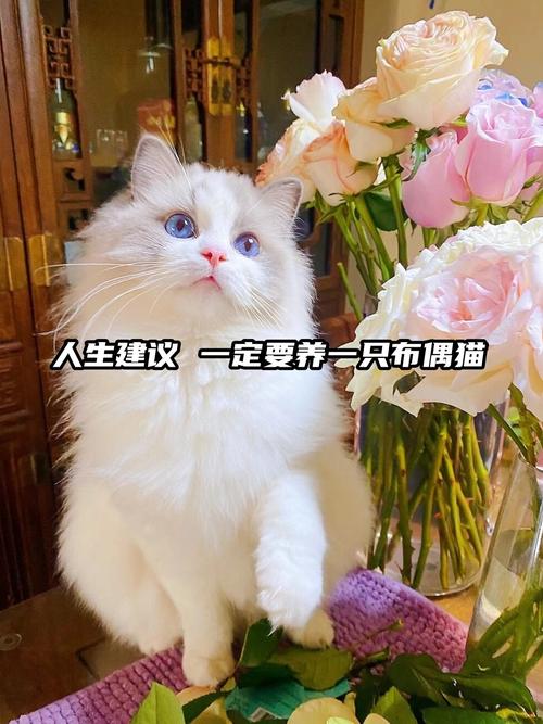 猫咪面部修剪，保持美丽与健康