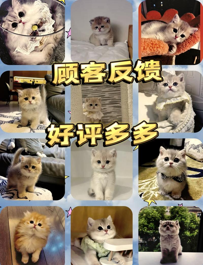 探索猫咪品种市场的多样性与魅力