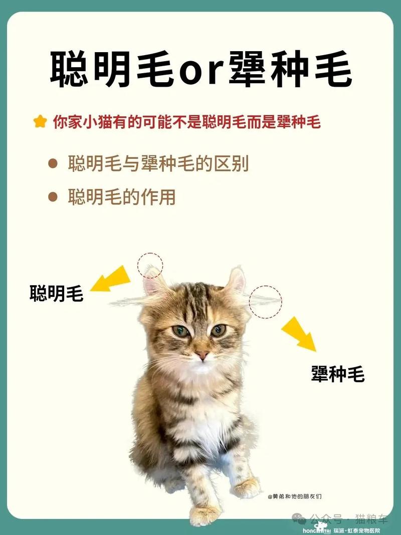 猫咪如何聪明地利用苏打水