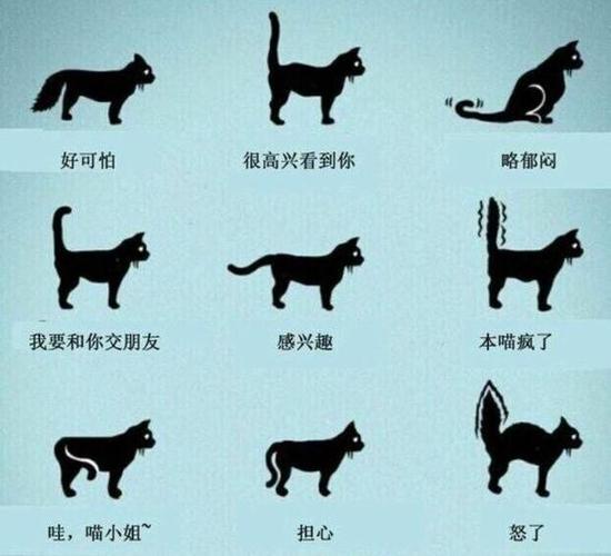 揭秘猫咪尾巴的神秘信号