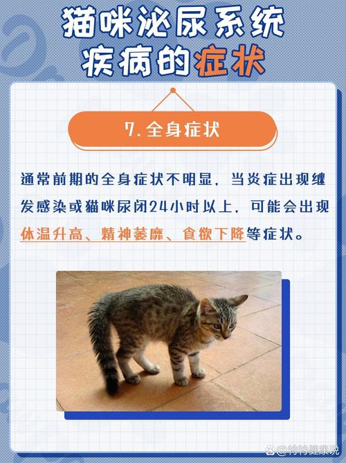 猫咪凝血疾病，病因解析与预防