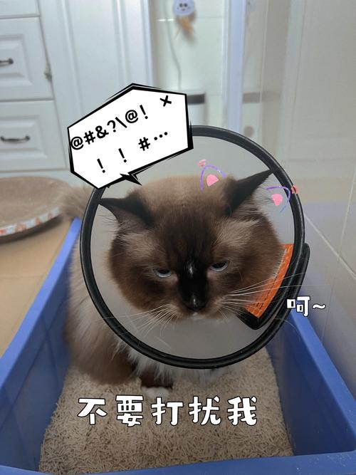 猫咪鼻头问题，如何呵护你的毛孩子