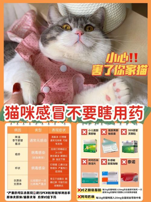 温馨守护——猫咪感冒的那些事儿