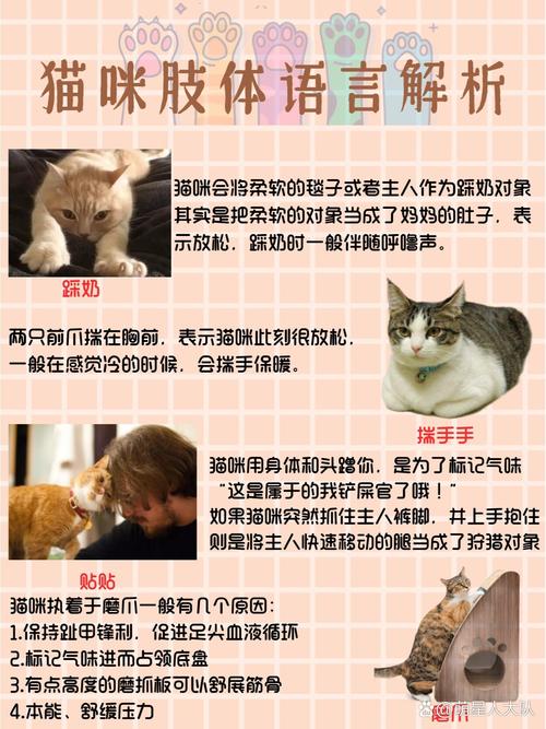 猫咪的神秘语言，读懂它们的行为与心灵