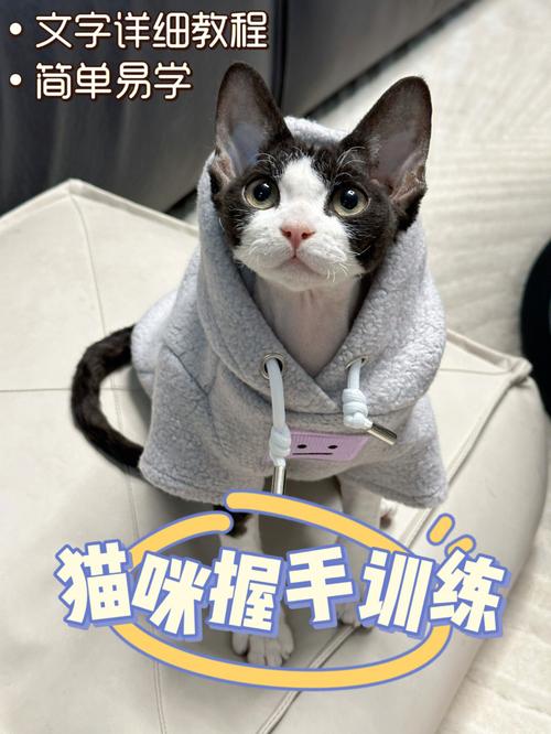 如何优雅地训练你的猫咪定点如厕