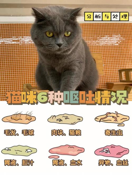 猫咪呕吐，偏方与科学应对方法