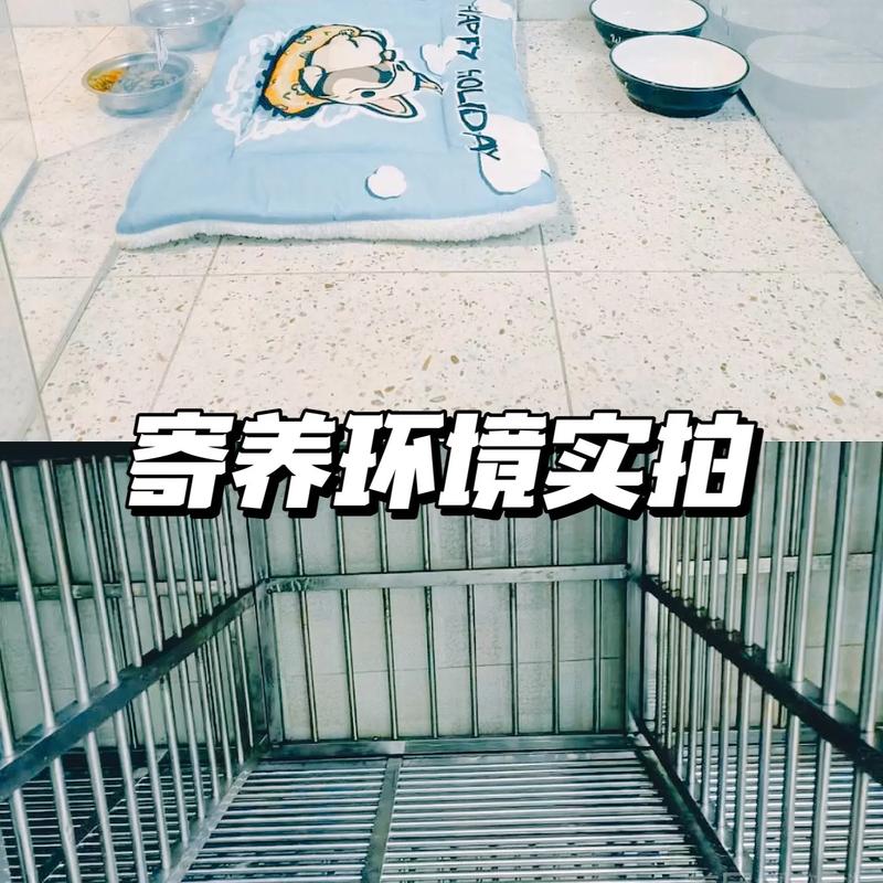 温馨呵护，宠物寄养的首选——详述猫咪寄养服务