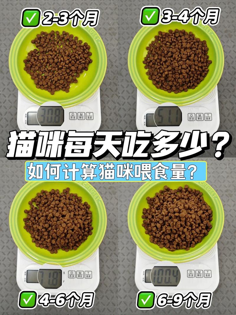 猫咪的胖瘦，为何胖猫更受宠？