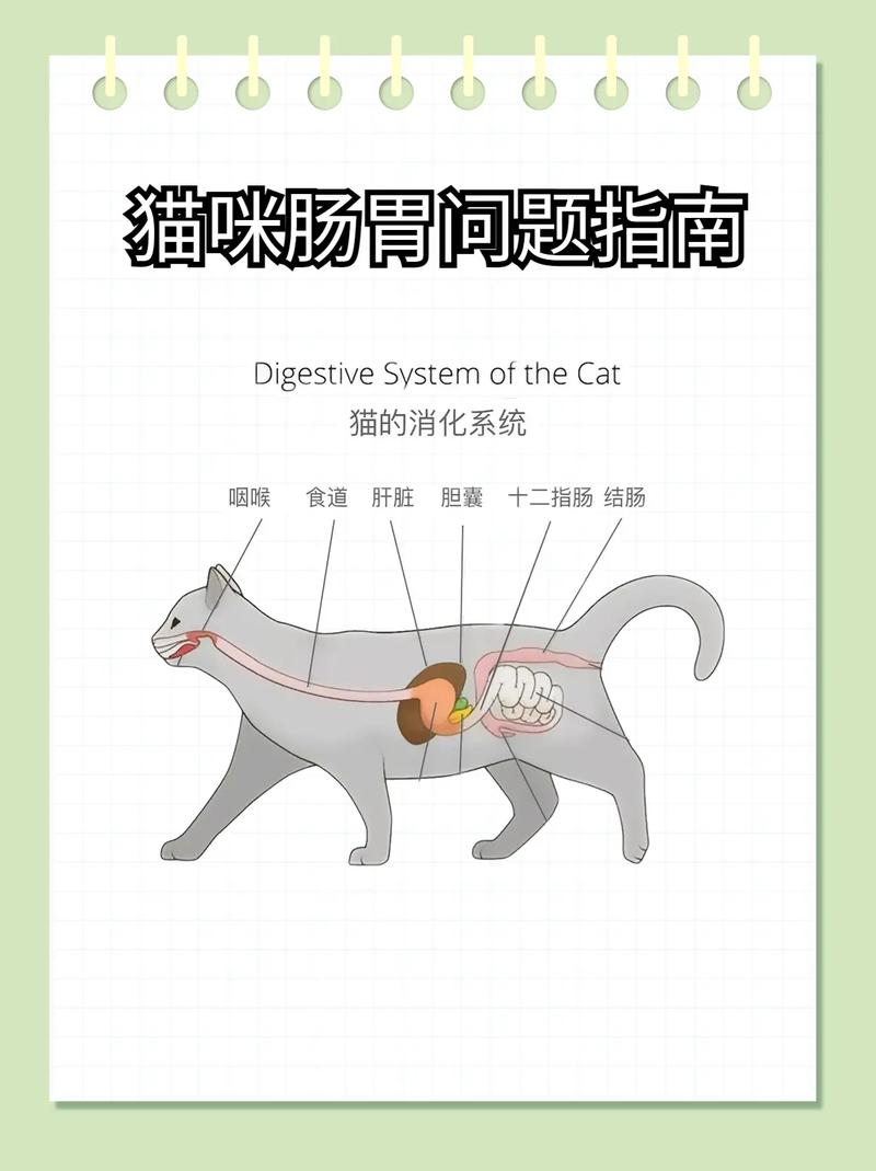 揭秘猫咪肠胃疾病的常见症状与应对策略